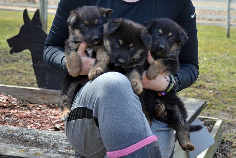 German Shepherd puppies for sale at Cher Car Kennels