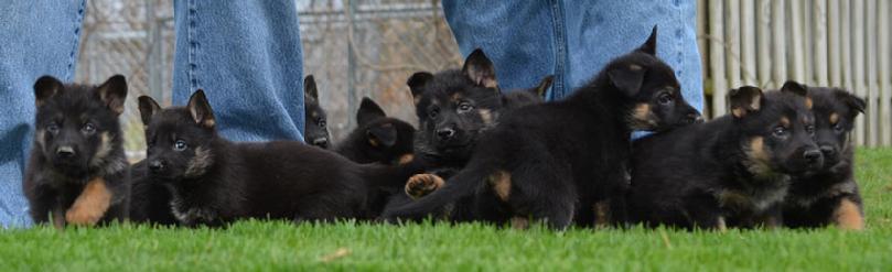 German Shepherd puppies for sale at Cher Car Kennels