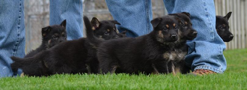 German Shepherd puppies for sale at Cher Car Kennels