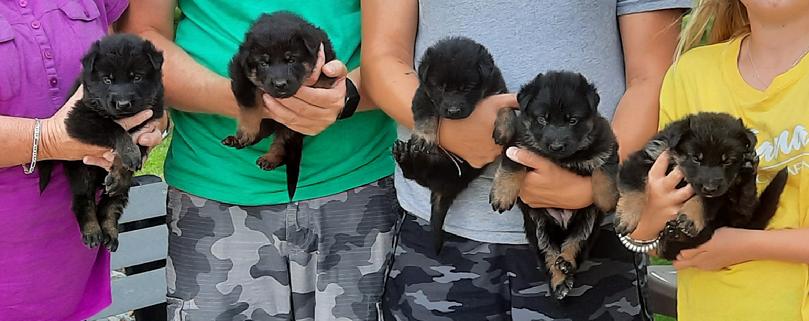 German Shepherd puppies for sale at Cher Car Kennels