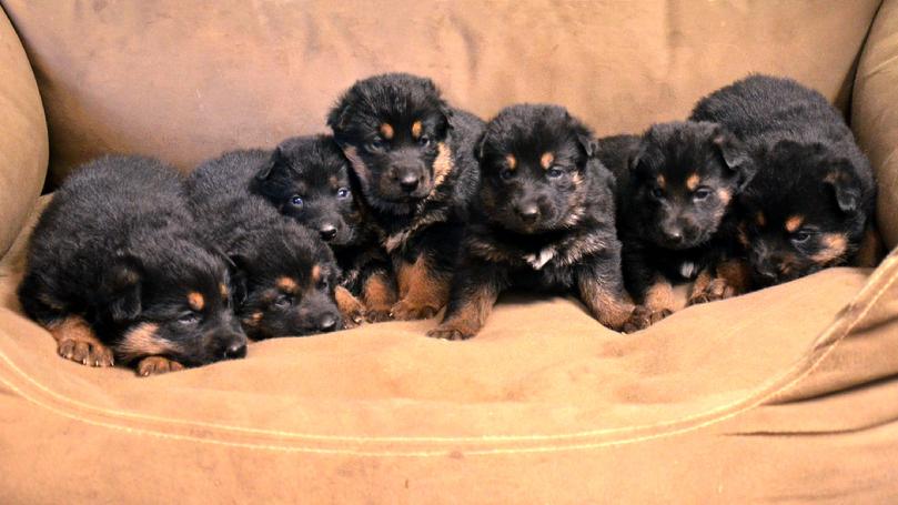 German Shepherd puppies for sale at Cher Car Kennels