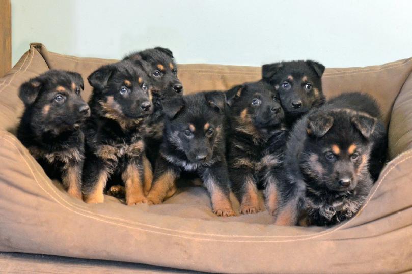 German Shepherd puppies for sale at Cher Car Kennels