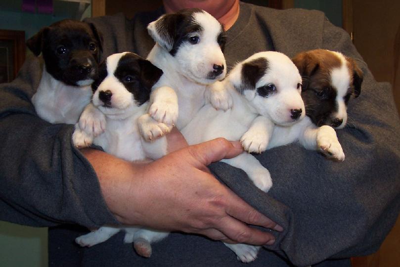 Parson Russell Terrier puppies for sale at Cher Car Kennels
