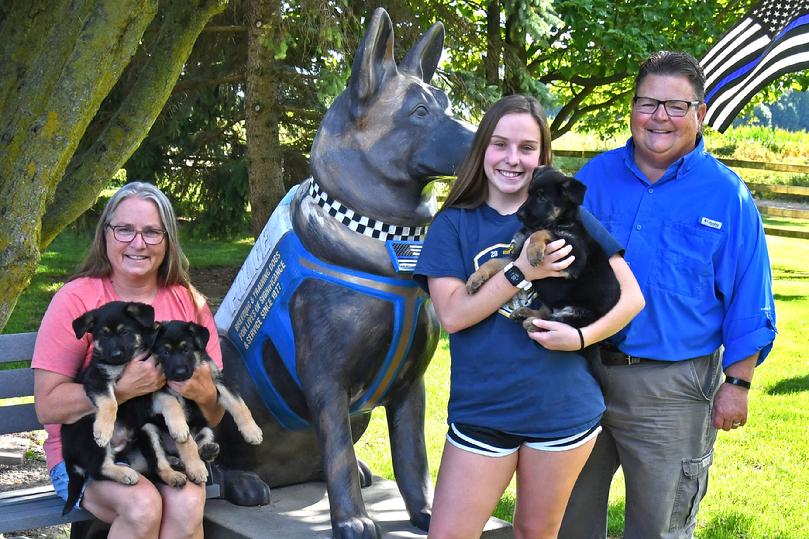 German Shepherd puppies for sale at Cher Car Kennels