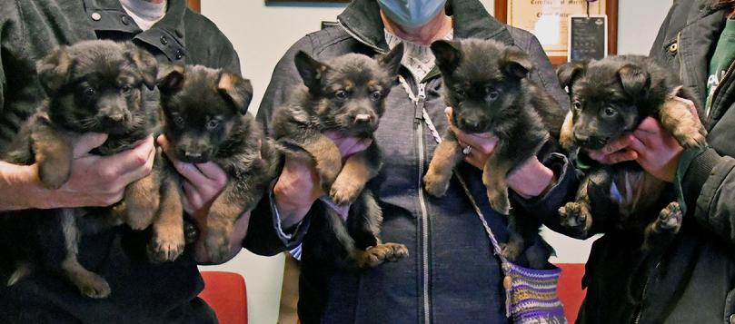 German Shepherd puppies for sale at Cher Car Kennels