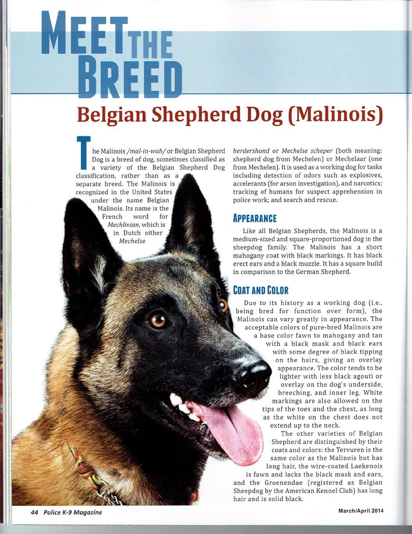 Belgian Malinois for sale at Cher Car Kennels
