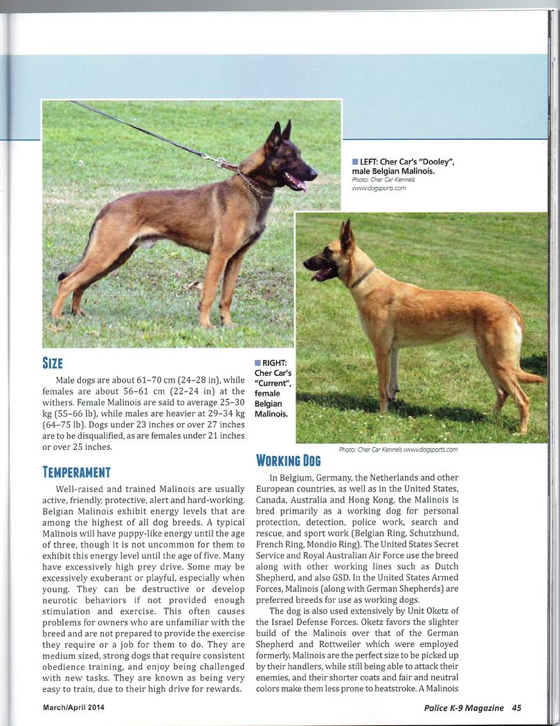 Belgian Malinois for sale at Cher Car Kennels