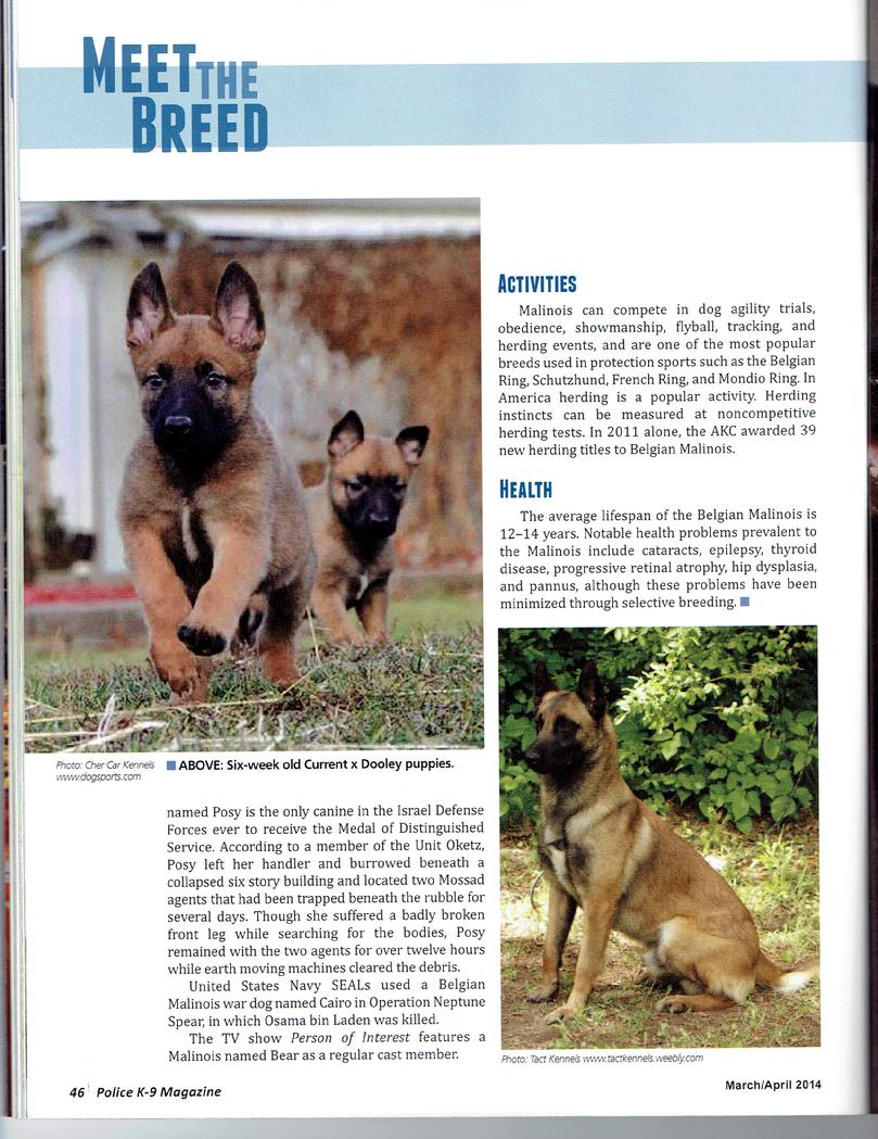 Belgian Malinois for sale at Cher Car Kennels
