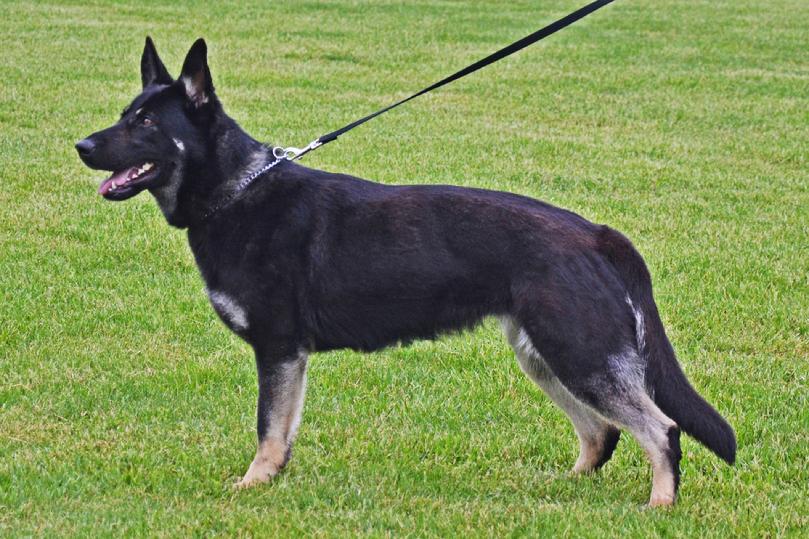German Shepherd puppies for sale at Cher Car Kennels