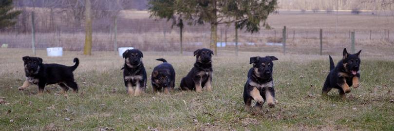 German Shepherd puppies for sale at Cher Car Kennels