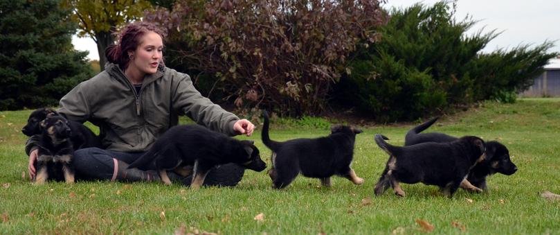 German Shepherd puppies for sale at Cher Car Kennels