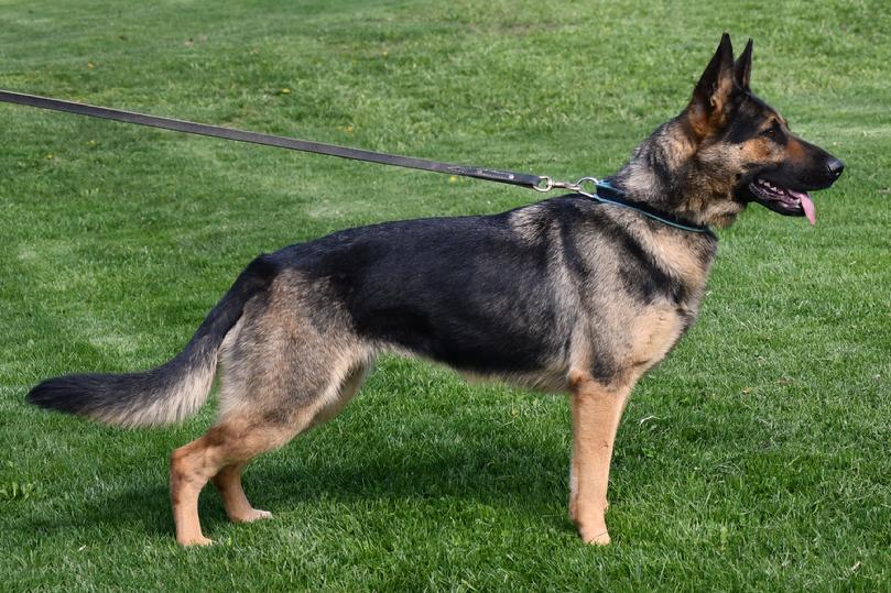 German Shepherd puppies for sale at Cher Car Kennels