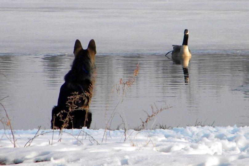 German Shepherd and goose