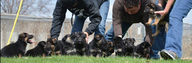 German Shepherd puppies for sale at Cher Car Kennels