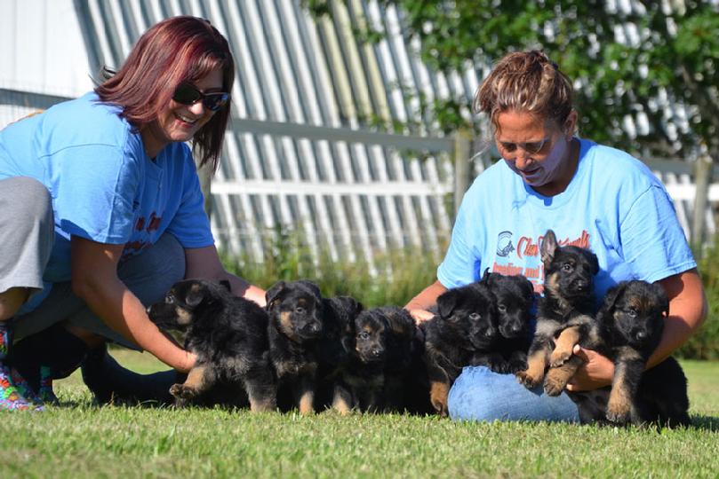 German Shepherd puppies for sale at Cher Car Kennels