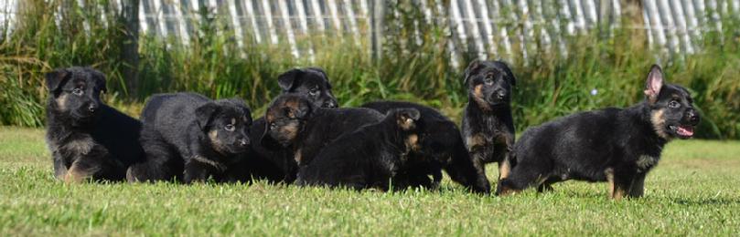 German Shepherd puppies for sale at Cher Car Kennels