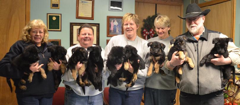 German Shepherd puppies for sale at Cher Car Kennels