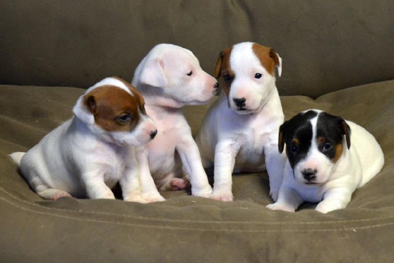 Parson Jack Russell Terrier puppies for sale at Cher Car Kennels