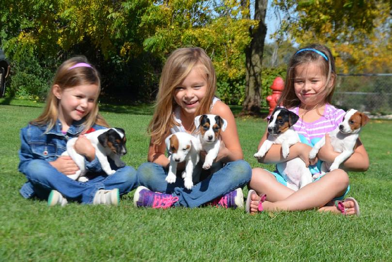 Parson Jack Russel Terrier puppies for sale at Cher Car Kennels