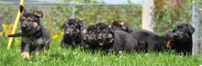 German Shepherd puppies for sale at Cher Car Kennels