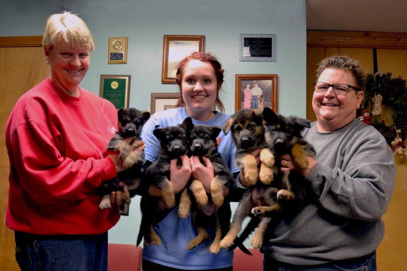German Shepherd puppies for sale at Cher Car Kennels
