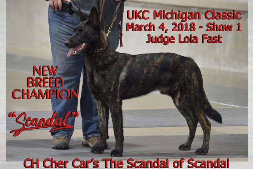 Dutch Shepherd puppies for sale at Cher Car Kennels