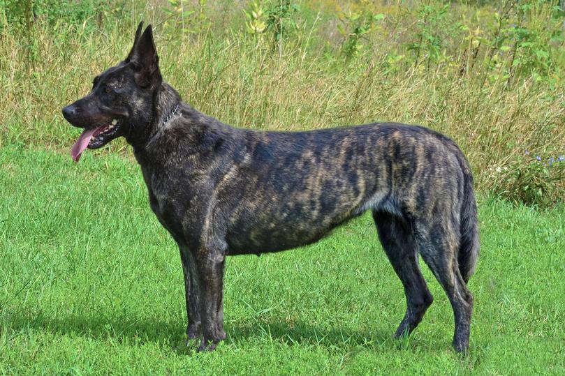 Dutch Shepherd puppies for sale at Cher Car Kennels