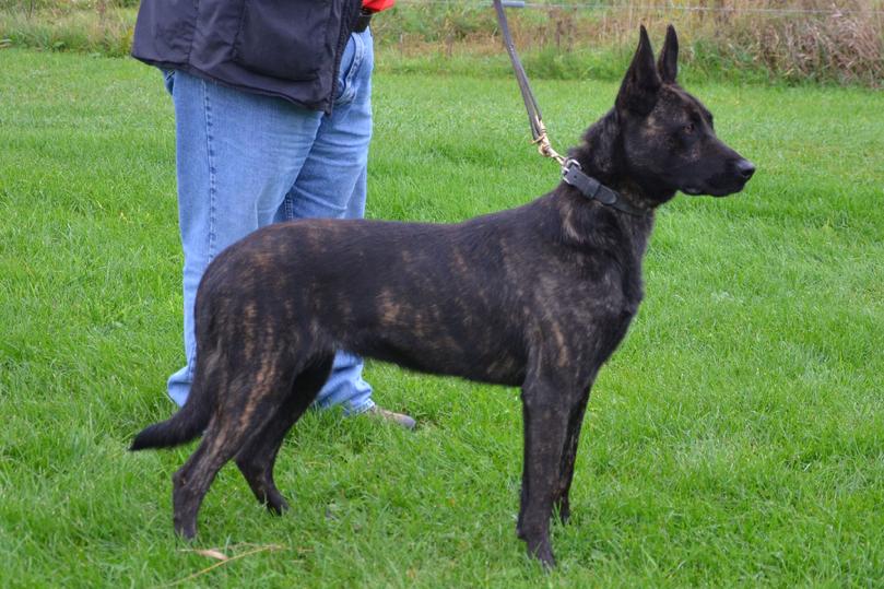 Dutch Shepherd Cher Car's Zwarte Zuster aka "Sister"