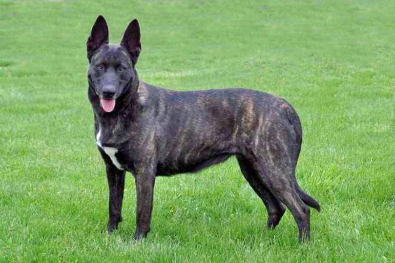Dutch Shepherd "Snap" at Cher Car Kennels
