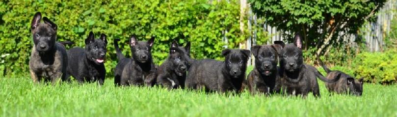 Dutch Shepherd puppies for sale at Cher Car Kennels in St. Johns, Michigan