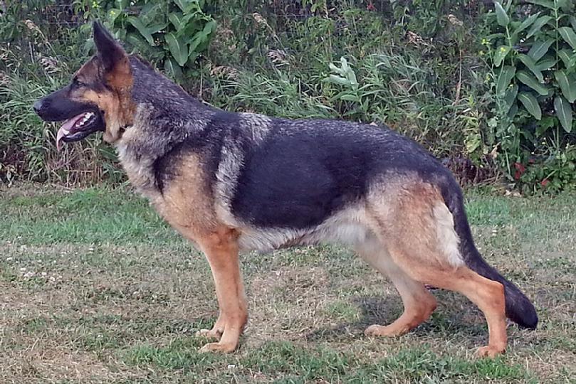 German Shepherd "Stella" at Cher Car Kennels