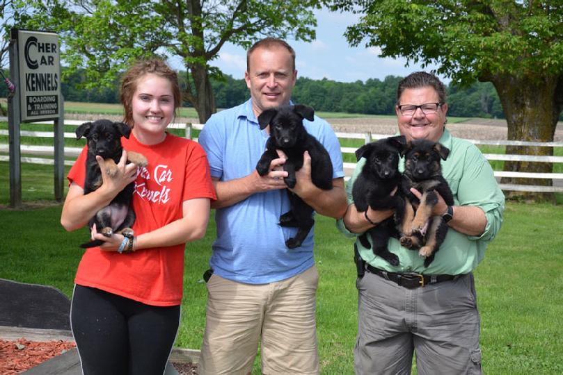German Shepherd puppies for sale from Cher Car Kennels