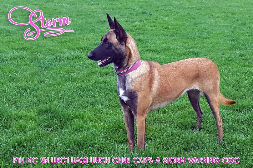 Belgian Malinois puppies for sale at Cher Car Kennels