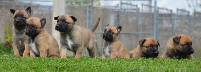 Belgian Malinois puppies for sale at Cher Car Kennels
