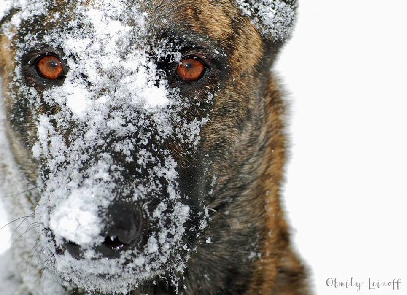 Dutch Shepherd Police K-9 from Cher Car Kennels