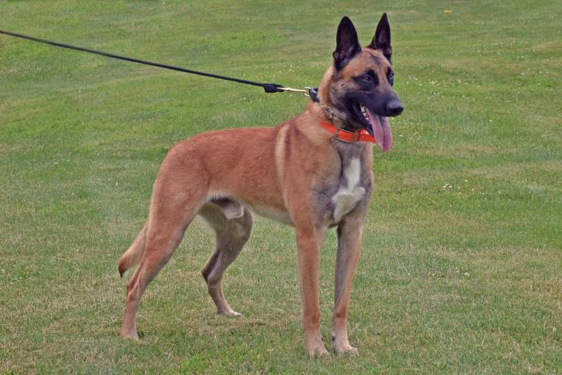 Belgian Malinois puppies for sale at Cher Car Kennels
