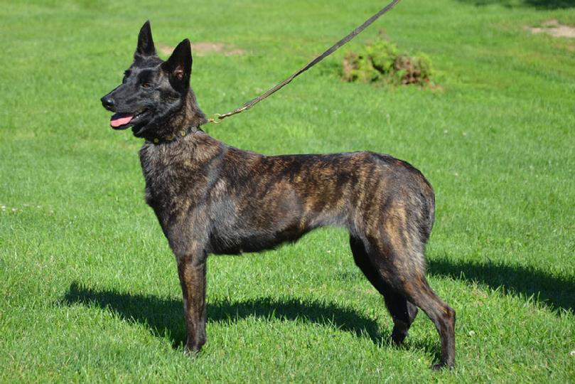 Dutch Shepherd "Vesta" at Cher Car Kennels
