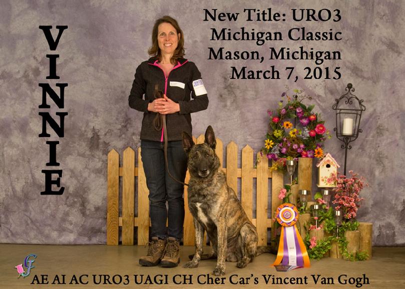 Dutch Shepherd CH "Vinnie" at Cher Car Kennels in St. Johns, Michigan