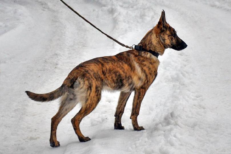 Dutch Shepherd puppies for sale at Cher Car Kennels