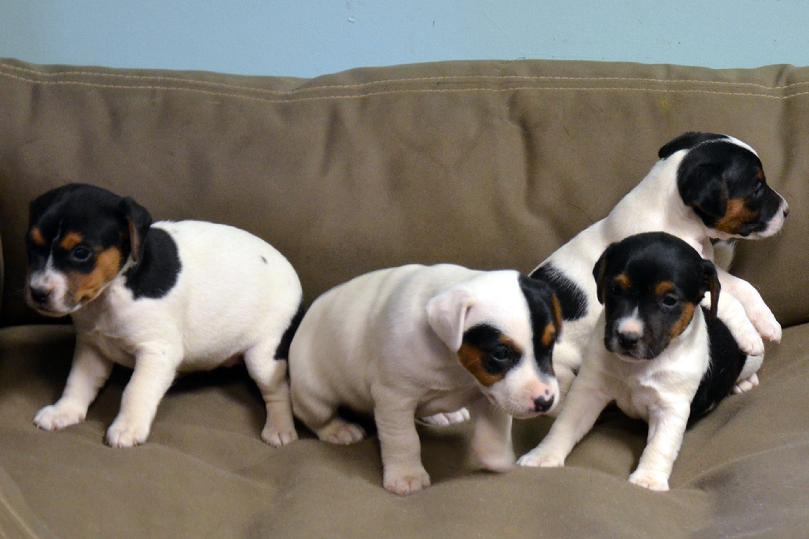 Paeson Russell Terrier puppies for sale at Cher Car Kennels