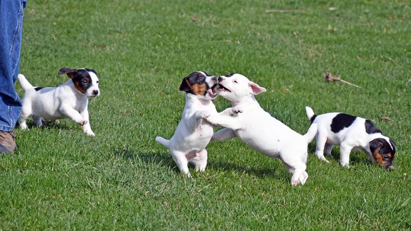 Parson Jack Russell Terrier puppies for sale at Cher Car Kennels