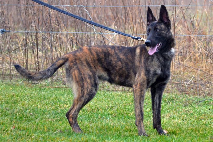 Dutch Shepherd puppies for sale at Cher Car Kennels