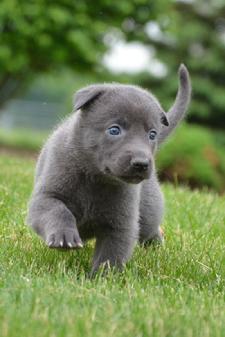 Dutch Shepherd puppies for sale at Cher Car Kennels