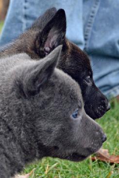 Dutch Shepherd puppies for sale at Cher Car Kennels