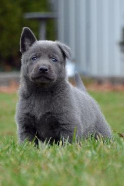 Dutch Shepherd puppies for sale at Cher Car Kennels