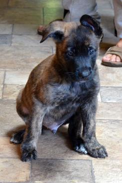 Dutch Shepherd puppies for sale at Cher Car Kennels