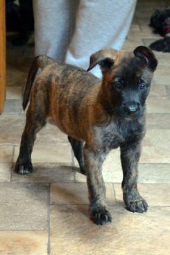Dutch Shepherd puppies for sale at Cher Car Kennels