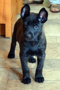 Dutch Shepherd puppies for sale at Cher Car Kennels
