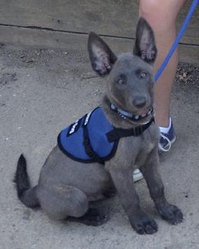 Dutch Shepherd puppies for sale at Cher Car Kennels