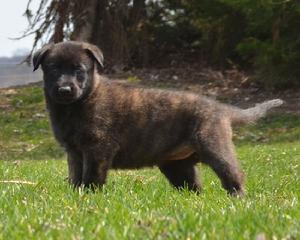 Dutch Shepherd puppies for sale at Cher Car Kennels